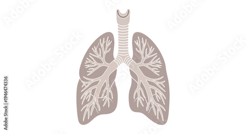 Human lungs with trachea and bronchi illustrated in detailed anatomy for educational purposes in medical settings