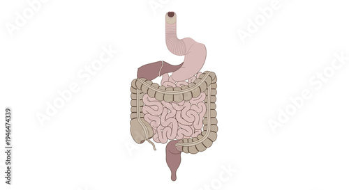 The human digestive system illustrated with stomach, intestines, liver, and other organs in a detailed medical diagram.