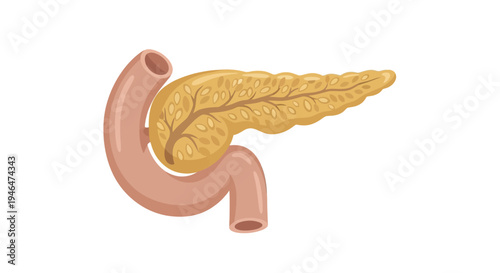 The pancreas is connected to the small intestine through a detailed illustration of digestive system organs and ducts.
