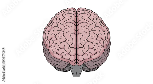 The human brain is shown in detailed illustration from a top viewpoint in a medical context for educational purposes with imagefx_nkjywe_via_RJ_ImageFX_Auto