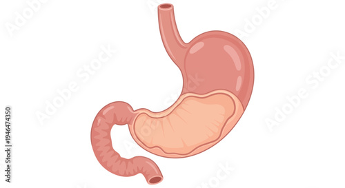 The human digestive system shows a detailed illustration of the stomach and intestines.