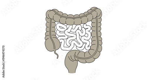 The human digestive system anatomy illustration shows intestines and colon in detail via RJ ImageFX Auto
