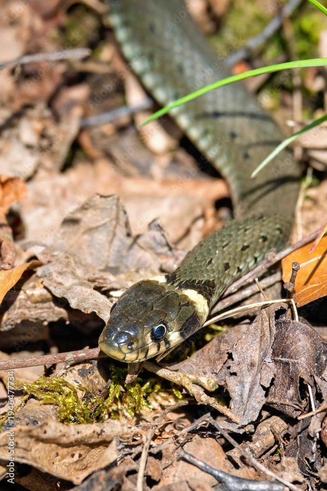 Obraz premium Grass snake crawling on the ground