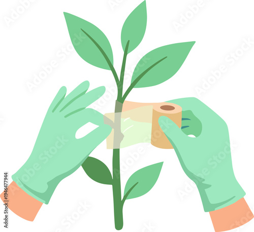 Hands grafting plant stem with tape in garden environment
