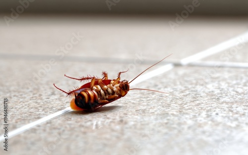 Cockroach Being Exterminated with Insecticide on Clean Floor Surface