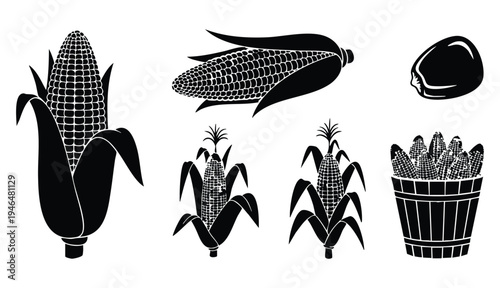 set of black silhouette corn and maize icons simple flat vector illustration