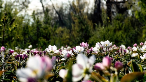 Blossoming pink and white flowers in lush greenery.