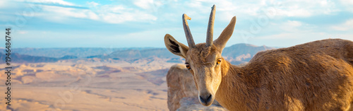 Obraz na plátně A Nubian ibex on the edge of Makhtesh Ramon Crater in Negev desert, Israel