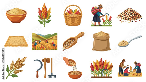 Collection of illustrations depicting quinoa cultivation, harvesting, and processing, showcasing its agricultural journey from field to table.