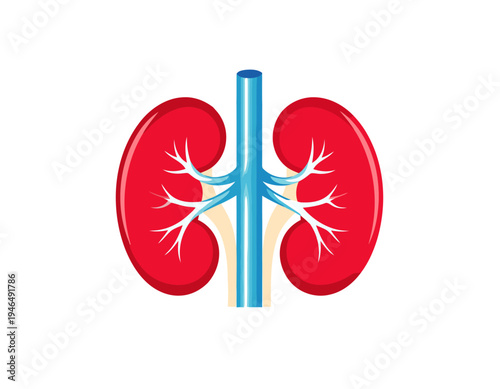 Anatomy of human kidneys with renal artery and vein illustration on a white background, depicting the vital organs for filtration.