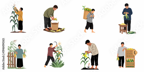 Set of illustrations depicting Asian farmers harvesting, peeling, and carrying corn during the agricultural harvest season, isolated on a white background.