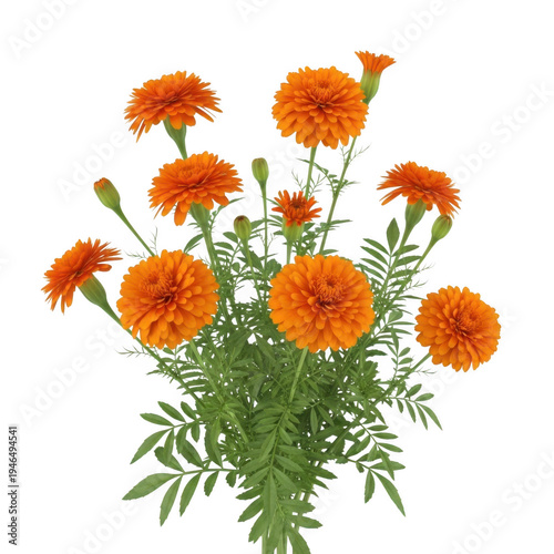 A vibrant bouquet of orange marigold flowers with green stems and leaves isolated on transparent background