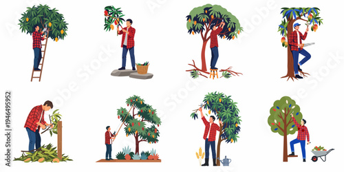 Set of flat illustrations showing male farmers in red plaid shirts pruning and harvesting mango trees using various tools and ladders.