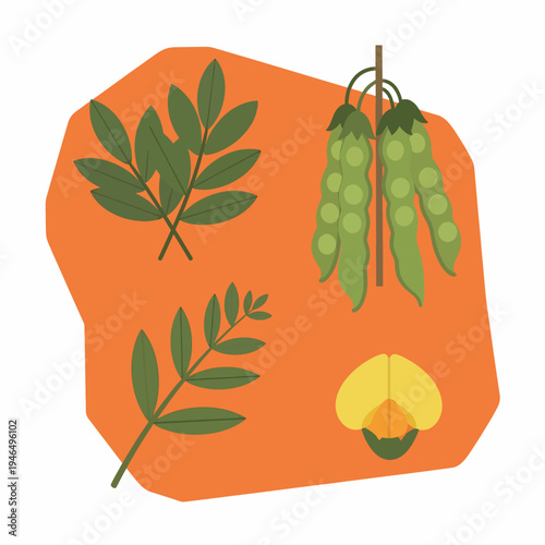 Botanical Set of Pea Plant Elements on Orange Backdrop
