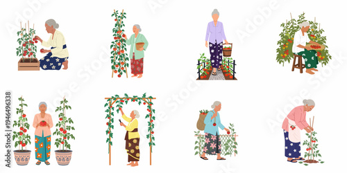 Vector illustration set of elderly Asian women gardening and harvesting ripe tomatoes, showcasing an active and healthy senior lifestyle.