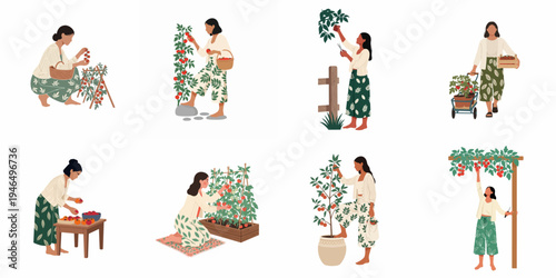 Flat vector illustrations of a woman gardening, picking, and harvesting fresh red tomatoes in various scenes, showcasing sustainable living and organic farming.