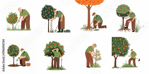 Vector illustration set of an elderly man engaged in various gardening activities like pruning, weeding, and harvesting from orange trees in a garden.