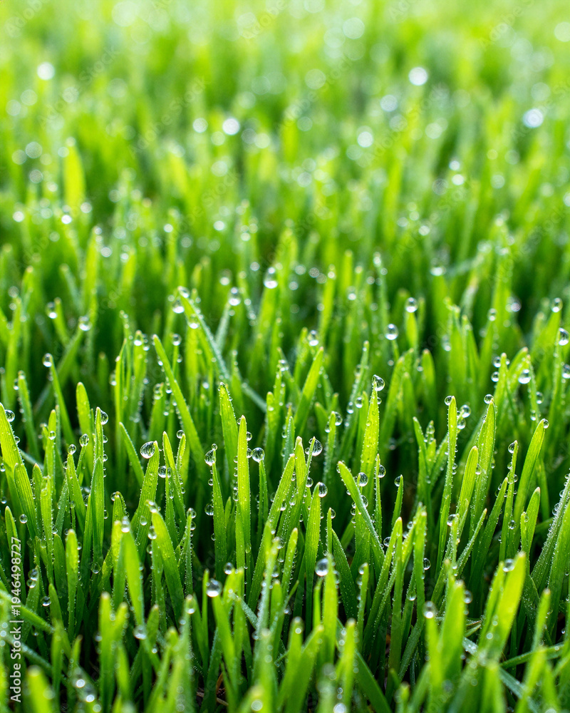 Obraz premium Seamless Spring Grass and Dew Drops Full Frame Texture 4:5