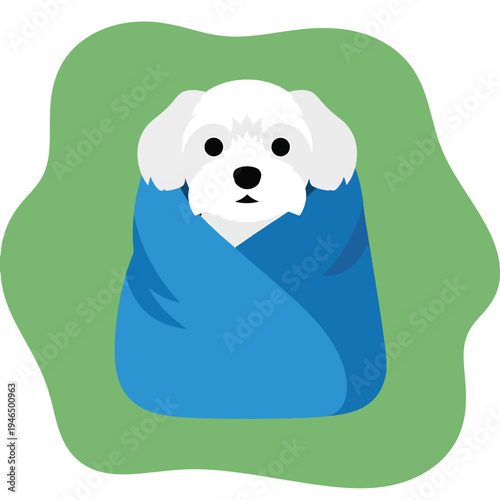 Cute Maltese Puppy Wrapped in a Blue Blanket