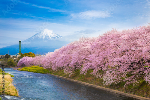 Beautiful blooming cherry blossoms with Mount Fuji in the background and a Urui river in the foreground is a popular tourist spot at Ryuganbuchi Fuji City, Shizuoka Japan.