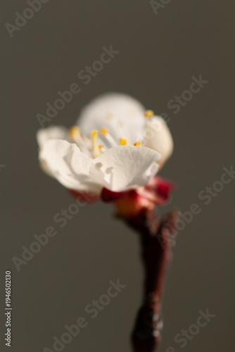 Delicate white apricot flower blooming in early spring, soft focus and elegant natural lighting.