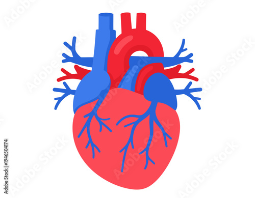 Anatomical illustration of a human heart with arteries and veins.
