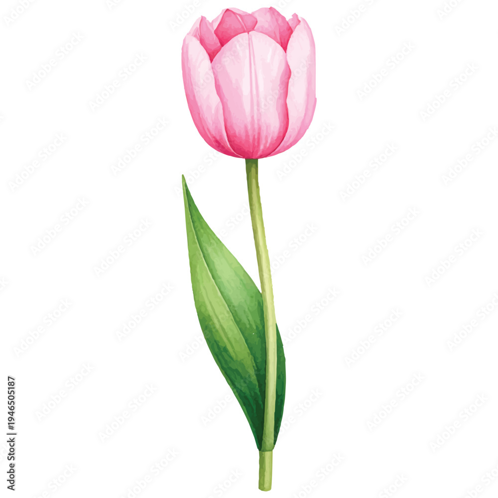 Obraz premium A bouquet of pink tulips with fresh green stems and petals isolated on a clean white background, capturing the beauty of spring blossoms