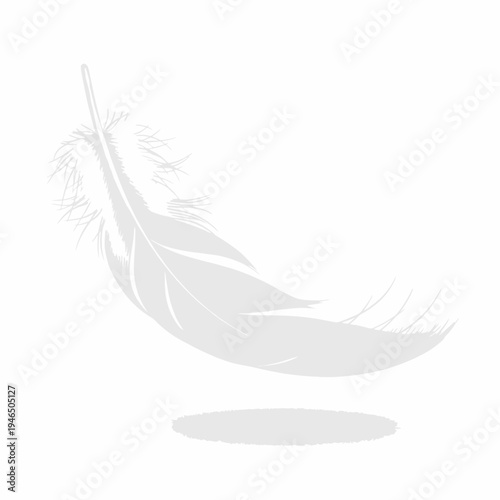 a gray feather on white background.