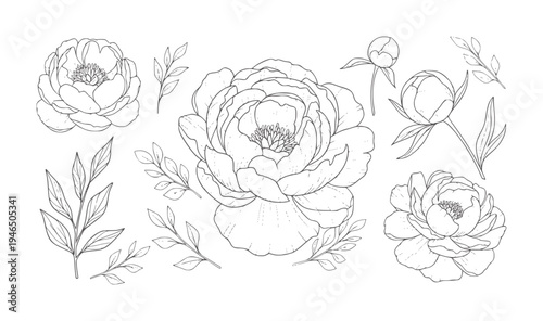 Delicate line peonies and leaves arranged a white peony flower floral botanical