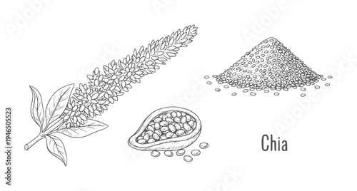 Hand drawn chia plant seeds and pile branch leaves