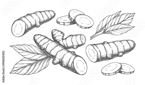Hand drawn of turmeric roots and leaves white ginger rhizome spice
