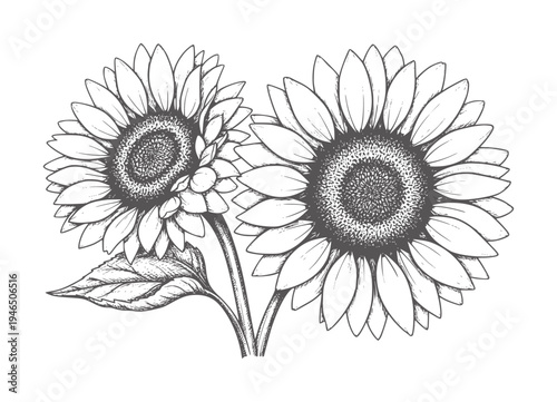 Two line sunflowers with textured centers and leaves botanical nature floral