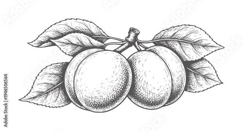 Two ripe plums with leaves a branch in a vintage style fruit leaf food