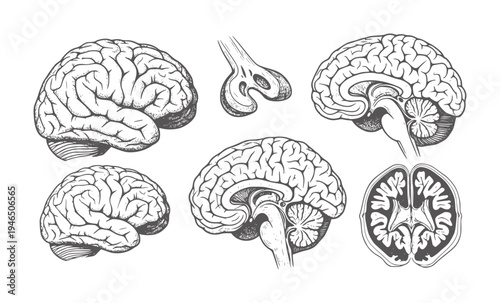 Vintage anatomical of human brains in various views anatomy medical science