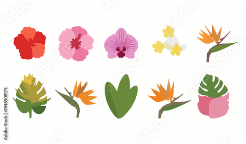 Exotic Tropical Flowers Vector Set Hibiscus Orchid Botanical Illustration