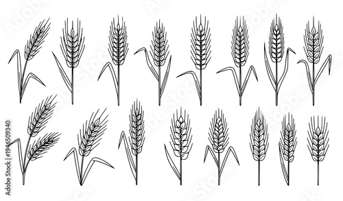 Wheat Outline Icon Set Grain Agriculture Plant Line Vector Collection