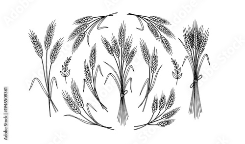 Wheat Plant Symbols Agriculture Grain Outline Vector Set