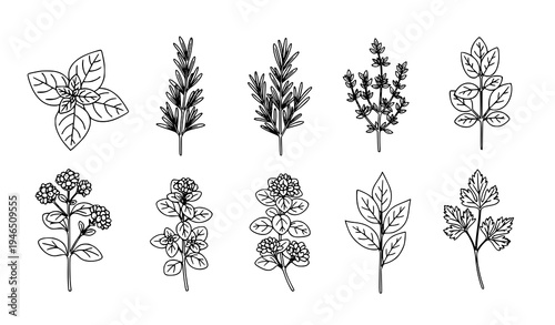Fresh Herbs Vector Set Basil Rosemary Mint Thyme Oregano Illustration