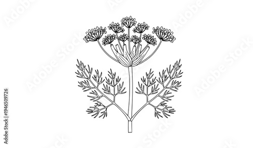 Fennel Plant with Flower Line Art Vector Set on White Background
