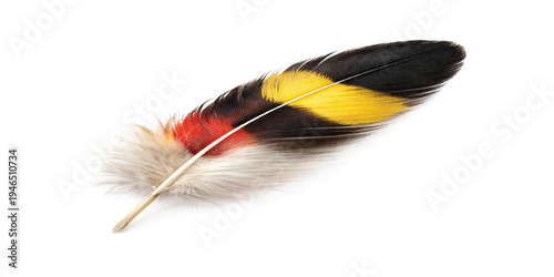 Colorful bird feather isolated on white background—black, yellow and red patterned quill with soft fluffy down, minimal natural texture concept for decoration and design