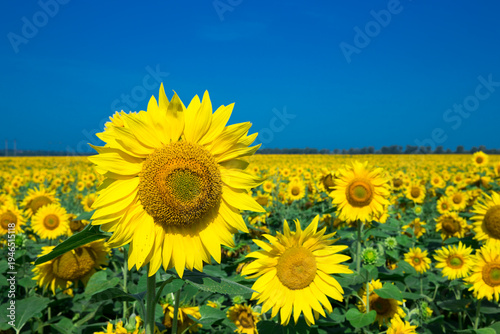 Sunflower field with cloudy blue sky