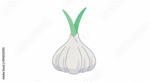 A white garlic bulb with green shoots on a plain white background in a simple still life composition.