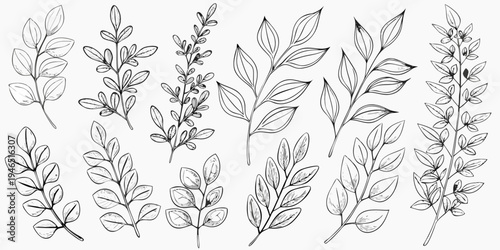 Delicate botanical illustration featuring various sketched leaf and branch arrangements