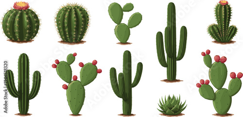 Desert Cactus Plant Collection with Various Green Cacti and Succulent Species Isolated on White Background for Botanical Design, Nature Illustration, and Home Decor
