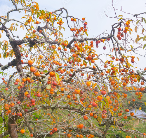 Wallpaper Mural Low angle view of ripe persimmon fruits hanging on tree branches against a clear sky in autumn Torontodigital.ca