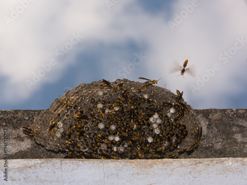 Wallpaper Mural Paper wasp on honeycomb nest, macro photography of wild insect colony. Torontodigital.ca