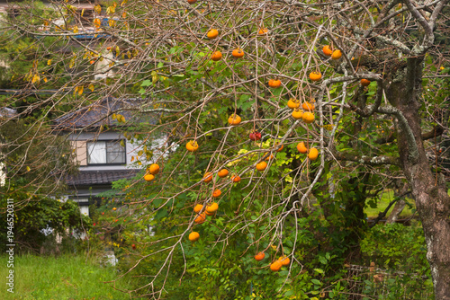 Wallpaper Mural Low angle view of ripe persimmon fruits hanging on tree branches against a clear sky in autumn Torontodigital.ca