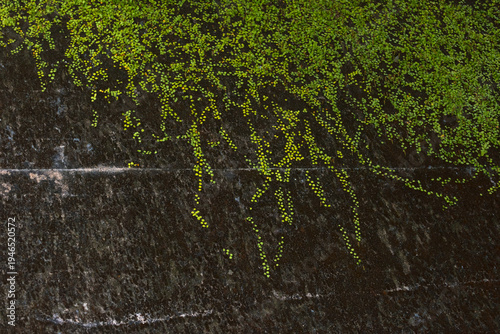 Wallpaper Mural Close up of green ivy climbing and covering a weathered concrete wall surface Torontodigital.ca