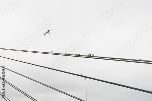 Wallpaper Mural Group of seagulls perched on thick steel cables of a bridge against a white sky Torontodigital.ca