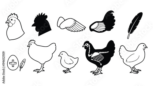 Black and white chicken illustrations in various styles and poses